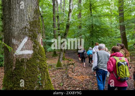 Francia, Indre-et-Loire, Sennevières, foresta nazionale di Loches, stagno Pas-aux-ânes, passeggiata guidata da agenti ONF Foto Stock