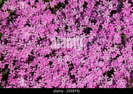 Phlox subulata (phlox strisciante) - sfondo di fiori rosa. Foto Stock