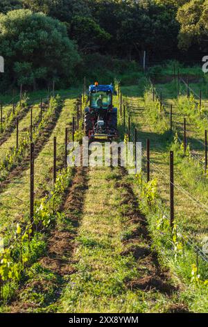 Francia, Corsica meridionale, Domaine de Murtoli, Vine Foto Stock