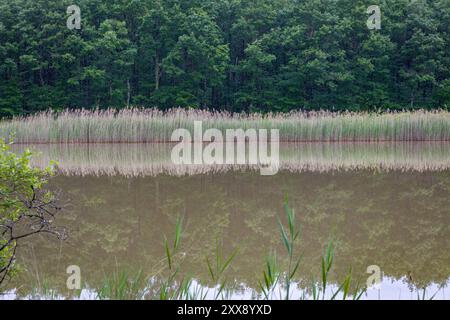 Francia, Indre-et-Loire, Sennevières, foresta nazionale di Loches, stagno Pas-aux-âne Foto Stock