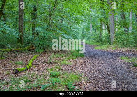 Francia, Indre-et-Loire, Sennevières, sentiero nella foresta nazionale delle Loches Foto Stock