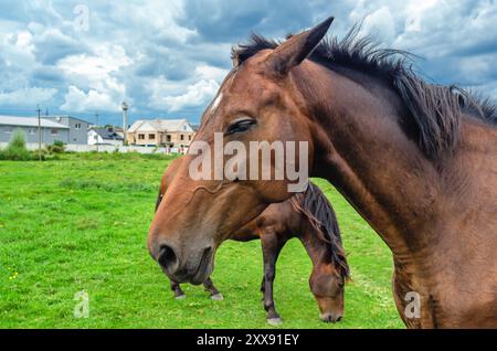 Testa di cavallo bruno di profilo, primo piano. Cavalli sul prato fiorito. Sfondo delle nuvole grigie Cumulus Foto Stock