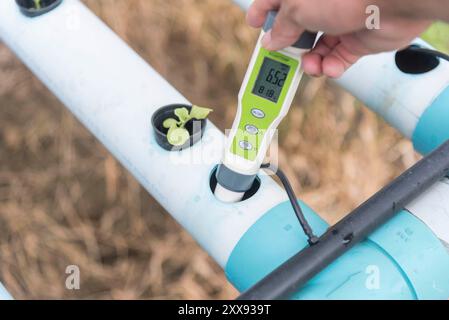 Controllare il valore del pH dell'acqua nel sistema idroponico vegetale Foto Stock