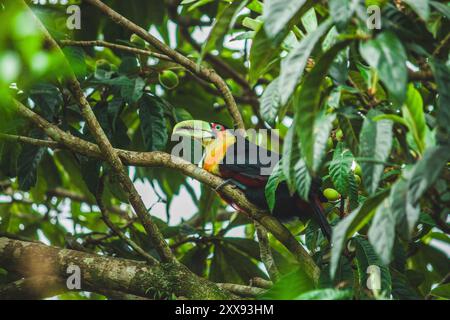 Un vivace toucan dal becco verde arroccato graziosamente su un prugna giallo, che si mescola splendidamente con i frutti colorati. Foto Stock