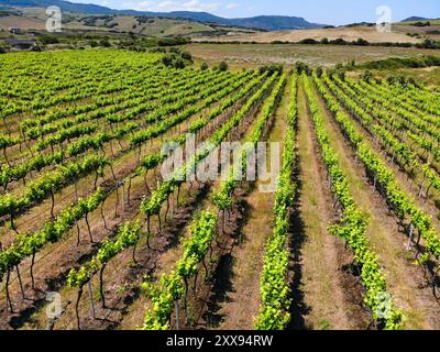 Paesaggio vitivinicolo della Sardegna a Valledoria. Paesaggio rurale in provincia di Sassari, Sardegna, Italia. Vista aerea. Foto Stock