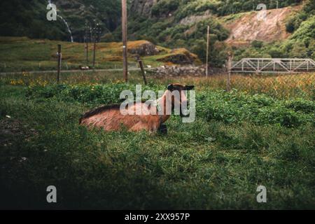 Capra in campo Foto Stock