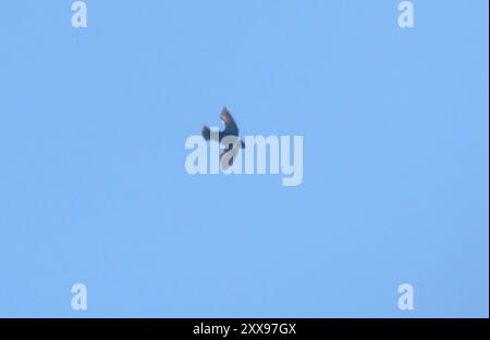 Swift (Streptoprocne zonaris) Aves con colletto bianco Foto Stock