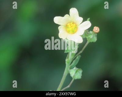 Iuta cubana (Sida rhombifolia) Plantae Foto Stock