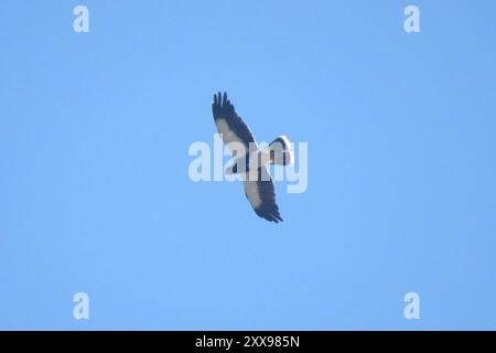 Monte Caracara (Daptrius megalopterus) Aves Foto Stock