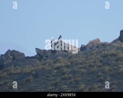 Monte Caracara (Daptrius megalopterus) Aves Foto Stock