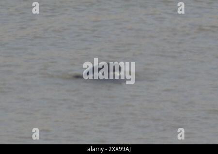 Yangtze finless Porpoise (Neophocaena asiaeorientalis) Mammalia Foto Stock