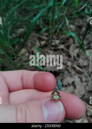 Elleborina (Epipactis microphylla) Plantae Foto Stock