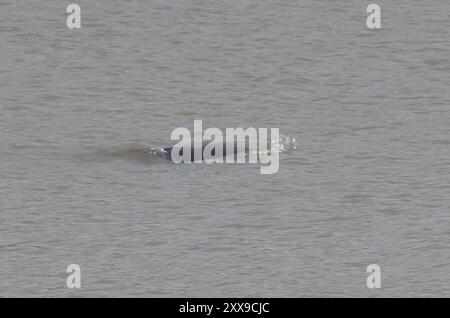 Yangtze finless Porpoise (Neophocaena asiaeorientalis) Mammalia Foto Stock