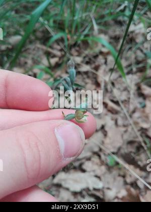 Elleborina (Epipactis microphylla) Plantae Foto Stock