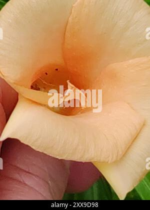 Be-STILL Tree (Cascabela thevetia) Plantae Foto Stock