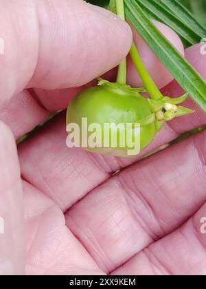 Be-STILL Tree (Cascabela thevetia) Plantae Foto Stock