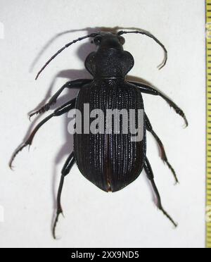 Caterpillar Hunter (Calosoma senegalense) Insecta in tutta l'Africa Foto Stock