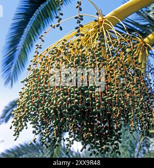 Kanarische Dattelpalme, auch Phoenixpalme, Phoenix canariensis mit reifem Fruchtbehang im Kulturland auf Teneriffa Dattelpalme *** palma da dattero delle Isole Canarie, anche palma Phoenix, Phoenix canariensis con frutti maturi nella terra coltivata sulle palme da dattero di Tenerife Foto Stock