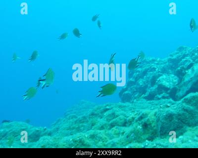 Damigella atlantica (Chromis limbata) Actinopterygii Foto Stock