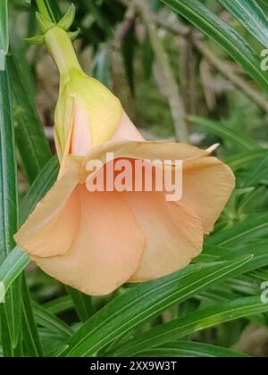 Be-STILL Tree (Cascabela thevetia) Plantae Foto Stock