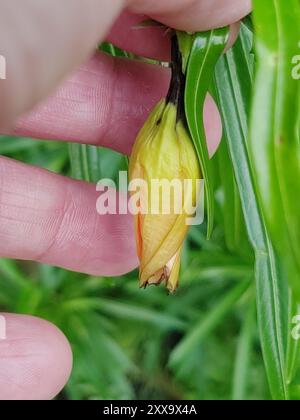 Be-STILL Tree (Cascabela thevetia) Plantae Foto Stock