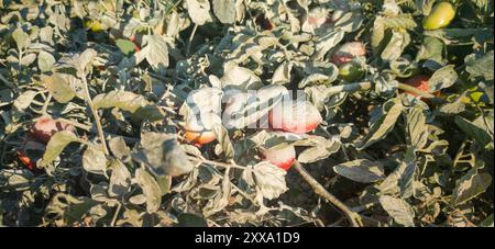 Zolfo in polvere sulle piante di pomodoro. Modo organico per prevenire parassiti e malattie Foto Stock