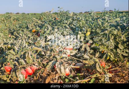 Zolfo in polvere sulle piante di pomodoro. Modo organico per prevenire parassiti e malattie Foto Stock