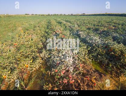 Zolfo in polvere sulle piante di pomodoro. Modo organico per prevenire parassiti e malattie Foto Stock