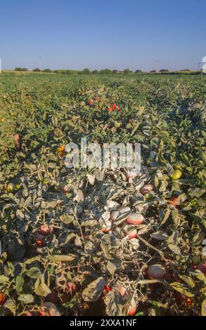 Zolfo in polvere sulle piante di pomodoro. Modo organico per prevenire parassiti e malattie Foto Stock