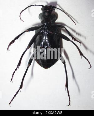 Caterpillar Hunter (Calosoma senegalense) Insecta in tutta l'Africa Foto Stock