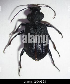 Caterpillar Hunter (Calosoma senegalense) Insecta in tutta l'Africa Foto Stock