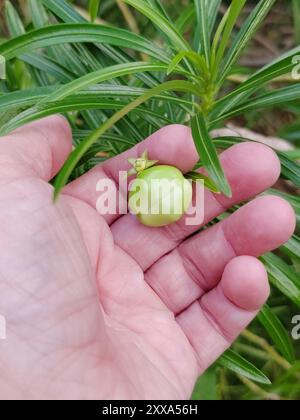 Be-STILL Tree (Cascabela thevetia) Plantae Foto Stock