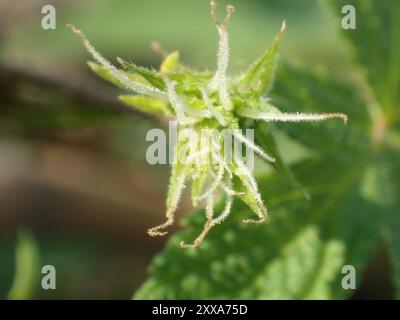 Luppolo giapponese (Humulus Scandens) Plantae Foto Stock