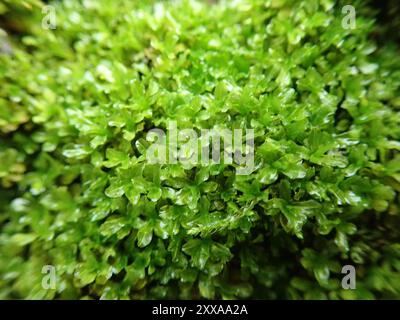 Piano del muschio a vite (Syntrichia latifolia) Foto Stock