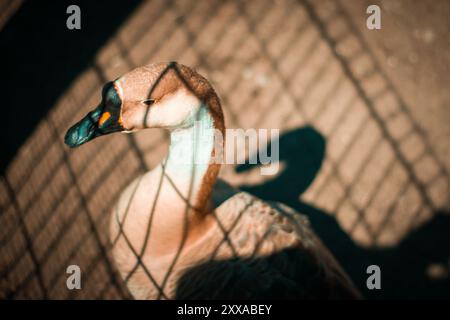 Un'anatra curiosa girovagando in un mini zoo, godendosi una giornata tranquilla. Foto Stock