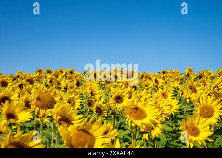 Campo di girasole a Balgone nell'East Lothian. Il girasole è il fiore nazionale dell'Ucraina e un simbolo di pace. Il 24 agosto è la giornata dell'indipendenza dell'Ucraina, dove i membri della comunità Ucraina si riuniscono per commemorare coloro che sono stati uccisi nel conflitto più recente e celebrare anche l'anniversario della firma della dichiarazione di indipendenza nel 1991. Data foto: Venerdì 23 agosto 2024. Foto Stock