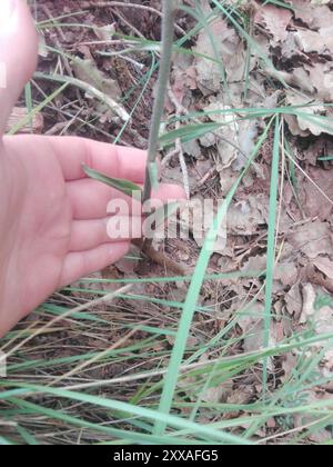 Elleborina (Epipactis microphylla) Plantae Foto Stock