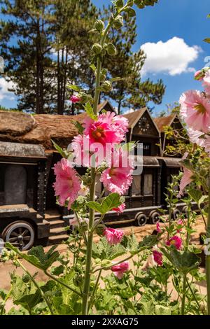 Note anche come malva reale o Alcea rosea, sono piante appartenenti alla famiglia malva. Sono noti per i loro bellissimi fiori colorati, sono l Foto Stock