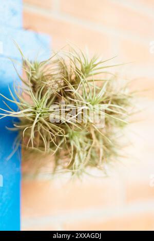 I dettagli delle foglie di Tillandsia Ionantha mostrano la sua struttura piccante e il vibrante colore verde in un ambiente naturale. Foto Stock