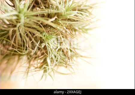 Dettagli della pianta aerea Tillandsia Ionantha evidenziano la sua struttura spiovente e il vibrante colore verde. Foto Stock