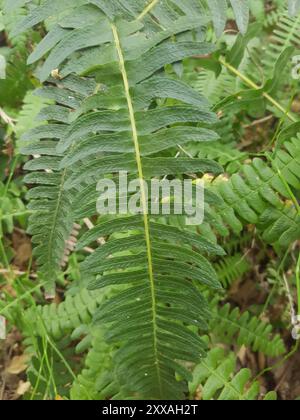 Piccola felce dura (Blechnum penna-marina) Plantae Foto Stock