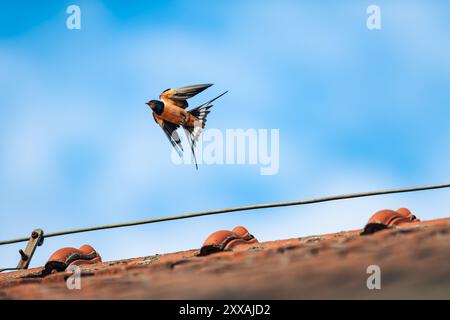 Una rondine di fienile (Hirundo rustica) è vista volare sopra un tetto rosso. Il rapido movimento dell'uccello viene catturato sullo sfondo del vivace colo del tetto Foto Stock