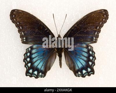 Arizona Red-Spotted Purple (Limenitis arthemis arizonensis) Insecta Foto Stock