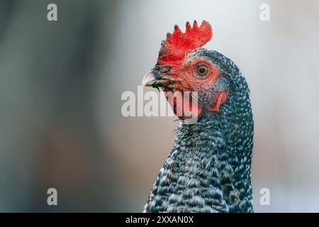 Un ritratto ravvicinato di una gallina macchiata (Gallus gallus domesticus) in una fattoria. Lo sfondo è sfocato, evidenziando i dettagli della gallina con un basso fondale Foto Stock