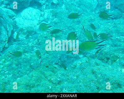 Damigella atlantica (Chromis limbata) Actinopterygii Foto Stock