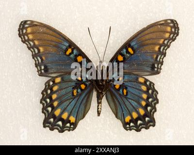 Arizona Red-Spotted Purple (Limenitis arthemis arizonensis) Insecta Foto Stock