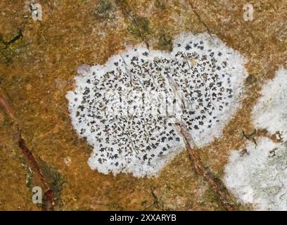 Asterisk Lichen (Arthonia radiata) funghi Foto Stock