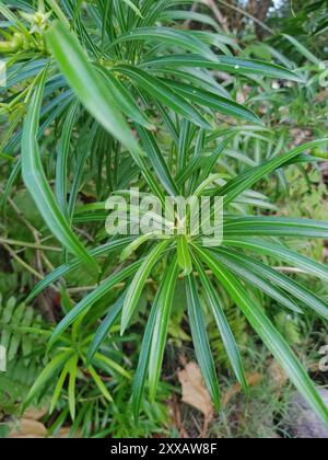 Be-STILL Tree (Cascabela thevetia) Plantae Foto Stock