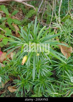 Be-STILL Tree (Cascabela thevetia) Plantae Foto Stock