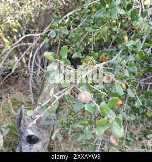 Quercia della California (Quercus berberidifolia) Plantae Foto Stock